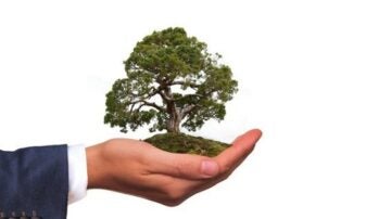 a hand holding a small tree